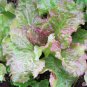 Prizehead Leaf Lettuce, NON-GMO, Heirloom, FREE SHIPPING