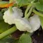 Green Tint Scallop Summer Squash Seeds, NON-GMO, Pattypan Squash, FREE SHIPPING