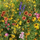 Mountain Wildflower Mix Seeds, 19 Stunning and Beautiful Species, FREE SHIPPING