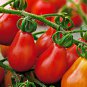 Red Pear Tomato, NON-GMO, Rare Heirloom, Delicious, Salad, Fig, FREE SHIPPING
