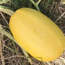Vegetable Spaghetti Winter Squash Seeds, NON-GMO, Variety Sizes, FREE SHIPPING