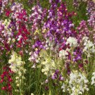 Northern Lights Snapdragon Seeds Mix, Multi Color Blooms, Pollinators, FREE SHIP