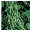 Kentucky Wonder 125, Bush Green Bean Seeds, NON-GMO, FREE SHIPPING