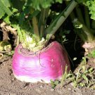 Rutabaga Seeds, American Purple Top, NON-GMO, Swedish Turnip, FREE SHIPPING