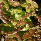 Bronze Mignonette Butterhead Lettuce Seeds, NON-GMO, Heirloom, FREE SHIPPING