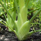 Florence Fennel Seeds, Anise Aroma, Finnochio, NON-GMO, FREE SHIPPING