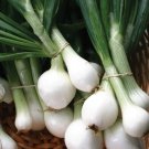 Crystal White Wax Onion Seeds, NON-GMO, Pearl Onion, Pickling, FREE SHIPPING