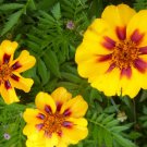 French Marigold Dainty Marietta, Butterflies and Hummingbirds, Variety Sizes
