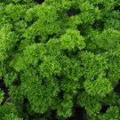 Triple Moss Curled Parsley Seeds, NON-GMO, Variety Sizes, Garnish, FREE SHIPPING