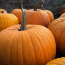 Big Max Pumpkin Seeds, NON-GMO, Enormous Large Pumpkin, Pumpkin Pie, FREE SHIP