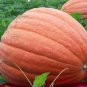 Big Max Pumpkin Seeds, NON-GMO, Enormous Large Pumpkin, Pumpkin Pie, FREE SHIP