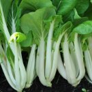 Pak Choi White Stem Chinese Cabbage Seeds, NON-GMO, Variety Sizes, FREE SHIPPING
