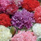 Poppy Peony Double Mixed, 100 Seeds, Beautiful Flowers, BUY 2 GET 1 FREE
