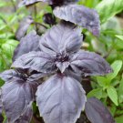 Red Rubin Basil, Dark Opal Improved, NON-GMO, Variety Sizes Sold, FREE SHIP