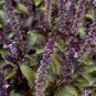 Red Rubin Basil, Dark Opal Improved, NON-GMO, Variety Sizes Sold, FREE SHIP