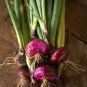 Red Cipollini Onion, NON-GMO, Italian Onion, Red Marble, FREE SHIPPING