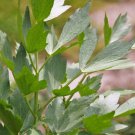 Lovage, Levisticum officinale, Maggi Herb, NON-GMO, Variety Sizes, FREE SHIPPING