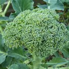 Broccoli De Cicco Seeds, Cruciferous, NON-GMO, Variety Sizes, FREE SHIPPING