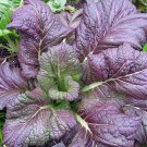 Red Giant Mustard Seeds, Brassica juncea, NON-GMO, Garden Growing, FREE SHIPPING