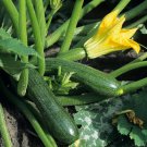 Black Beauty Zucchini Seeds, Summer Squash, NON-GMO, Courgette, FREE SHIPPING