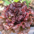 Ruby Leaf Lettuce Seeds, Deep Red, Summer Salad, NON-GMO, FREE SHIPPING