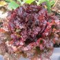 Ruby Leaf Lettuce Seeds, Deep Red, Summer Salad, NON-GMO, FREE SHIPPING
