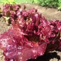Ruby Leaf Lettuce Seeds, Deep Red, Summer Salad, NON-GMO, FREE SHIPPING