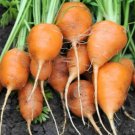 Parisian Carrot Seeds, Tonda di Parigi, Paris Market, NON-GMO, FREE SHIPPING