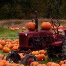 Connecticut Field Pumpkin Seeds, Traditional Pumpkin, Halloween, Pie, FREE SHIP