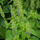 Chia Seeds, Herb, Salvia hispanica, NON-GMO, Variety Sizes Sold, FREE SHIPPING