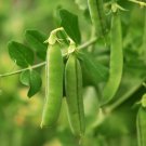Early Frosty Garden Pea Seeds, Easy Grow, NON-GMO, Variety Sizes, FREE SHIPPING