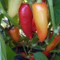 Santa Fe Grande Hot Pepper Seeds, Guero, NON-GMO, Variety Sizes, FREE SHIPPING