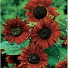 Velvet Queen Sunflower Seeds, Red Orange with Black Center, FREE SHIPPING