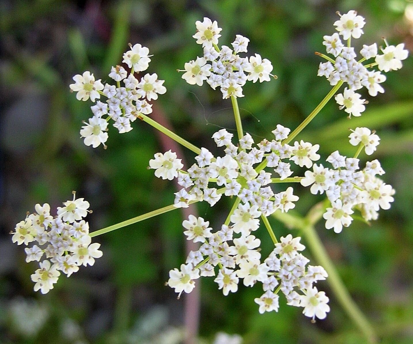 Cumin Herb Seeds, Tex Mex, Jeera, NON-GMO,  Variety Sizes, FREE SHIPPING