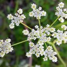 Cumin Herb Seeds, Tex Mex, Jeera, NON-GMO,  Variety Sizes, FREE SHIPPING
