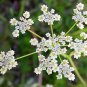 Cumin Herb Seeds, Tex Mex, Jeera, NON-GMO, Variety Sizes, FREE SHIPPING