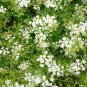 Cumin Herb Seeds, Tex Mex, Jeera, NON-GMO, Variety Sizes, FREE SHIPPING