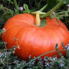 Cinderella Pumpkin Seeds, Pumpkin Pie, Halloween, Rouge vif d'Etampes, FREE SHIP