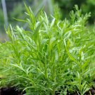 Russian Tarragon Herb Seeds, NON-GMO, Dragon Wort, Variety Sizes, FREE SHIPPING