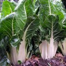 Lucullus Swiss Chard Seeds, NON-GMO, Salad Greens, Goosefoot, FREE SHIPPING