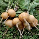 Golden Helios Radish Seeds, NON-GMO, Rare Heirloom, Variety Sizes, FREE SHIPPING