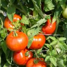 Rutgers Tomato Seeds, 30 Seeds, NON-GMO, Jersey Tomato, 2022, BUY 2 WE SHIP 3