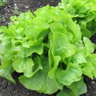 Oakleaf Lettuce Seeds, Green, NON-GMO, Heirloom, Variety Sizes, FREE SHIPPING