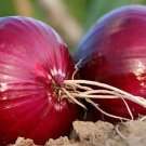 Red Burgundy Onion, Allium cepa, NON-GMO, Heirloom, Variety Sizes, FREE SHIPPING