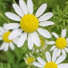 Roman Chamomile Seeds, Ground Cover Teas & Medicine, NON-GMO, Variety Sizes Sold