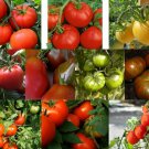 Medium Size Tomato Seeds, RARE & COMMON, Multiple Options, Choose from Many