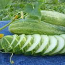 Straight Eight Cucumber Seeds, NON-GMO, Heirloom, Variety Sizes, FREE SHIPPING