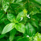 Clove Scented Basil Seeds, NON-GMO, Tree Basil, Himalayan Basil, FREE SHIPPING