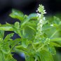 Clove Scented Basil Seeds, NON-GMO, Tree Basil, Himalayan Basil, FREE SHIPPING