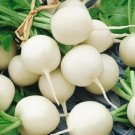 Hailstone White Globe Radish Seeds, White Button, NON-GMO, FREE SHIPPING
